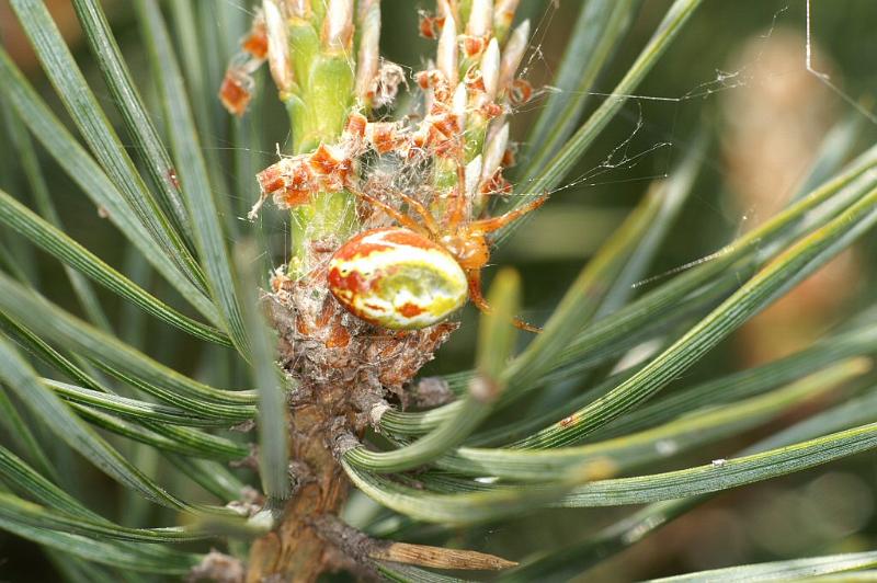 Araniella_displicata_D2989_Z_86_NP De Hoge Veluwe_Nederland.jpg